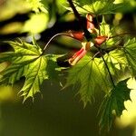Acer platanoides Yaprak