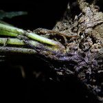 Asplenium macrophlebium Otro