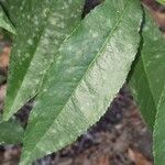 أنواع غير معروفةLeaf