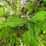 Trillium catesbaei Levél