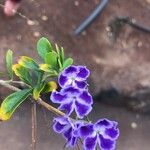 Duranta erecta Kwiat