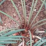 Cycas panzhihuaensis 樹皮