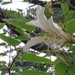 Bauhinia forficata Кветка