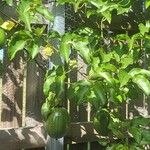 Passiflora edulis 果実