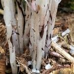 Monotropa uniflora خشب