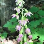 Epipactis helleborine花