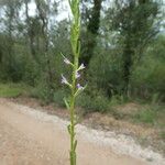 Lythrum hyssopifolia Bark