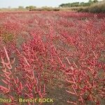 Salicornia procumbens অভ্যাস