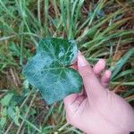 Hedera hibernica Hostoa