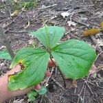 Trillium ovatum Leaf