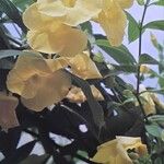 Allamanda cathartica Flor