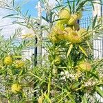 Gomphocarpus physocarpus Flor