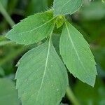 Ocimum tenuiflorum Leaf