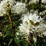 Ledum palustre Λουλούδι
