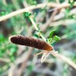 Adenocarpus telonensis 果実