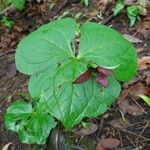 Trillium erectum برگ