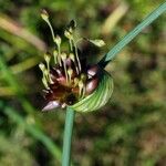 Allium oleraceum Fruit