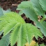 Melianthus majorDeilen