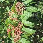 Cotoneaster salicifoliusDeilen