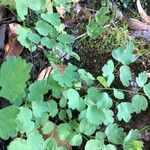 Thalictrum minus Feuille