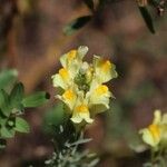 Linaria vulgaris Fiore