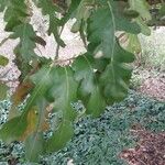 Quercus cerris برگ