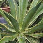 Agave demeesteriana Leht