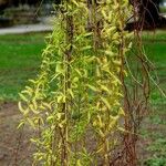 Salix babylonica Hoja