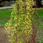 Salix babylonica Foglia