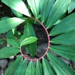 Cheilocostus speciosus Blatt
