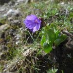 Primula glutinosa Blad