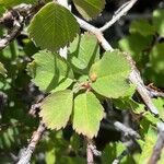 Amelanchier utahensis Leaf