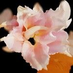 Gladiolus communis Flors