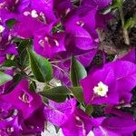 Bougainvillea glabra Květ