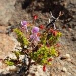 Pelargonium crispum Λουλούδι