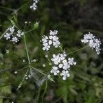 Conopodium bunioides Çiçek