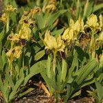 Iris pseudopumila Plante entière