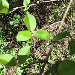 Viburnum prunifolium Leaf