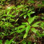 Impatiens niamniamensis Habit