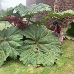 Gunnera insignis Leaf