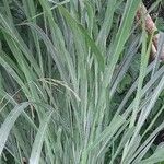 Panicum maximum Hoja
