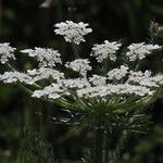 Daucus muricatus Fula