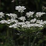 Daucus muricatus Цветок