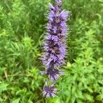 Agastache foeniculum花