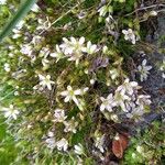 Minuartia recurva Flor