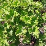 Pelargonium cucullatum Blad