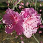 Rhododendron mucronulatum 花