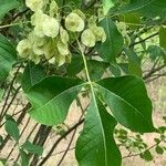 Ptelea trifoliata पत्ता