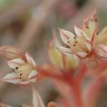 Sedum rubens Habitus