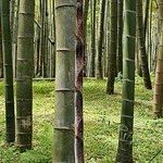 Phyllostachys edulis Casca